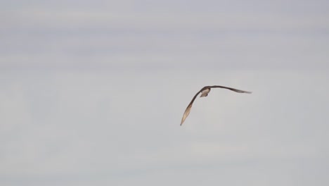 Nahaufnahme-Des-Einsamen-Chimango-Karakara-Vogels,-Der-Am-Bewölkten-Himmel-Davonfliegt
