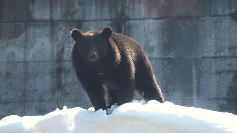 Einsamer-Asiatischer-Schwarzbär-In-Gefangenschaft,-Der-Auf-Schnee-Im-Zoo-Steht