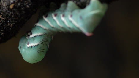 Large-Vivid-Green-Exotic-Caterpillar-On-Tropical-Wild-Forest