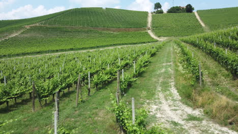 Cultivo-De-Agricultura-De-Viñedos-En-Langhe-Piemonte-Italia