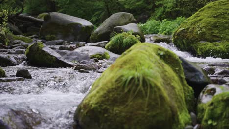 Wild-green-nature-of-Japan,-Pan-across-flowing-stream-and-mossy-rocks