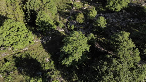 Flying-above-green-trees,-forest-with-rocks-tilting-up-the-camera-to-the-horizon