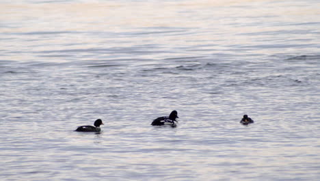 Bufflehead-Ducks-On-A-Peaceful-Water-At-Summer-Sunset