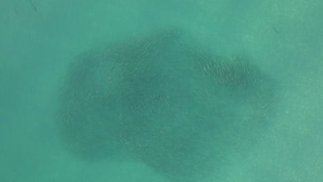 Luftaufnahme:-Patrouillierende-Haie-Treiben-Meeräschenschwarm-In-Einen-Engen-Köderball