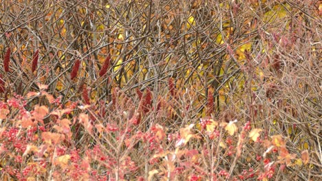 Herbstlicher-Bildschirmschoner-Mit-Wind,-Der-Trockene-Äste-Und-Büsche-Bewegt