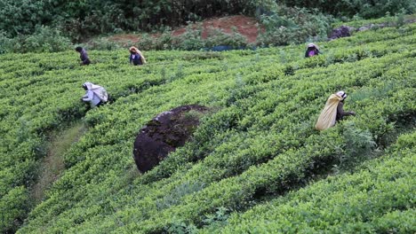 Vista-Estática-De-Cinco-Trabajadores-De-La-Plantación-De-Té-Ocupados-Recogiendo-Hojas-Y-Poniéndolas-En-Las-Bolsas-Atadas-A-La-Espalda-En-Los-Campos-De-La-Fábrica-De-Té-Kadugannawa-Ubicados-En-Las-Montañas-Interiores-De-Sri-Lanka,-Diciembre-De-2014