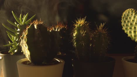 Different-shaped-home-small-cactus-and-succulent-plants-in-pots-at-sunset-smoke-covered-close-up-pan