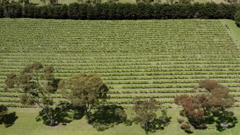 AERIAL-Slide-Left-Over-Australian-Grapevines-On-Rural-Vineyard-Farm