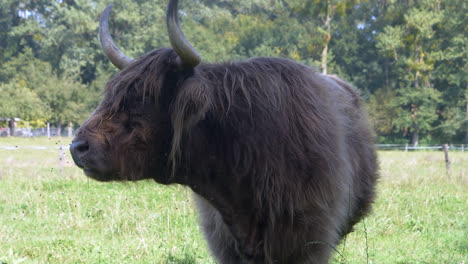 Portrait-shot-of-black-Highland-Cow-eating-grass-on-green-pasture-field-in-nature---close-up