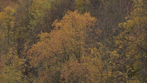 Herbstbäume-Laub-In-Den-Bergen