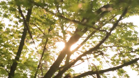 Zweige-Der-Bäume-Mit-Sonnenlinsen-Flare-Hintergrund,-Handgeführte-Soft-Fokus-Bokeh-Aufnahme