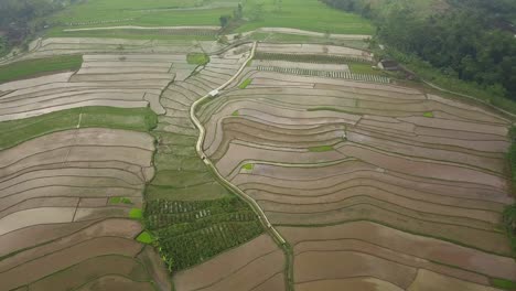 Luftüberflug-Wachsender-Reisfelder-In-Indonesien-An-Einem-Nebligen-Und-Bewölkten-Tag-Auf-Einem-Hügel