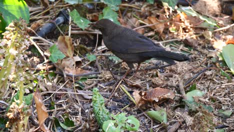 Close-up-shot-of-black-bird-pecking-for-worms-between-falling-leaves-during-sunny-day-in-autumn