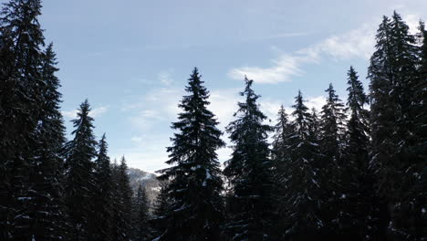 Ein-Ausleger-Aus-Schneebedeckten-Kiefern-Und-Der-Blick-Auf-Eine-Wunderschöne-Winterlandschaft