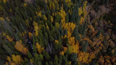 Viewing-golden-aspens-in-the-fall-then-revealing-Colorado-Rocky-Mountains,-Aerial