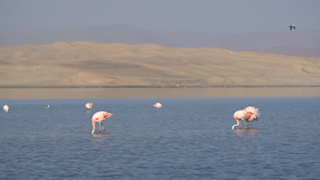 Behaviour:-Flamingos-rile-up-muddy-lagoon-bottom-looking-for-food