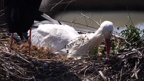 Close-up-shot-of-adult-stork-resting-in-nest-during-sunny-day-and-moving