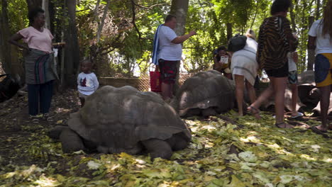 Tourists-visiting-giant-tortoise-animal-sanctuary,-taking-photos