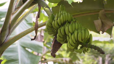 Ein-Bündel-Grüner-Bananen,-Die-Auf-Einer-Bananenstaude-Im-Sansibar-Regenwald-Reifen