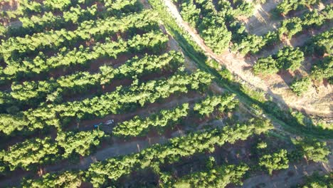 Aerial-top-down-orbit-of-tractor-between-waru-waru-avocado-plantations-in-a-farm-field-at-daytime