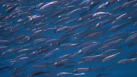 School-of-Sardines-Following-Each-Other
