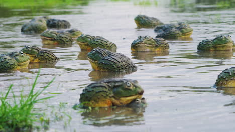 Army-Of-African-Bullfrogs-Congregates-In-The-River-During-Mating-Season-On-A-Rainy-Day