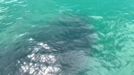 Pacific-Sardines-swarm-below-the-Santa-Cruz-harbor-pier
