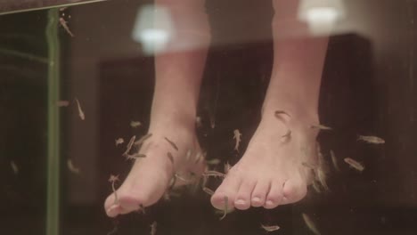 Garra-Rufa-Fish-Skin-Treatment,-Female-Feets-in-Water-Tank,-Wellness-Spa-Concept,-Slow-Motion-Close-Up