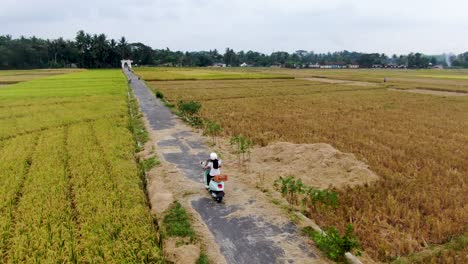 Girl-without-helmet-driving-Vespa-on-rural-road-between-rice-fields,-Yogyakarta-in-Indonesia
