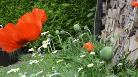 Countless-poppies-and-daisies-growing-in-front-of-a-firewood-shelter-in-European-spring