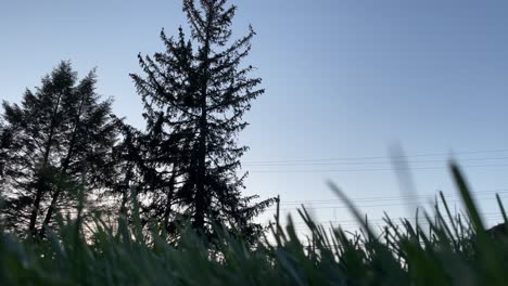 Low-angle-view-of-grass-and-trees