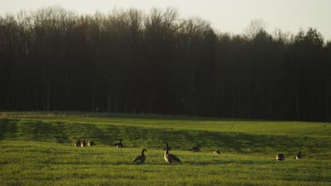 Flock-of-Canadian-geese-in-beautiful-green-pasture-during-spring-mating-hunting-season-4k-60p