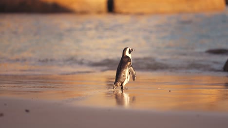 Pingüino-Africano-En-La-Playa-De-Arena