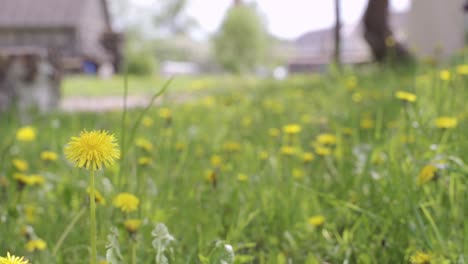 Yellow-blooming-dandelion-meadow-with-village-buildings-in-background