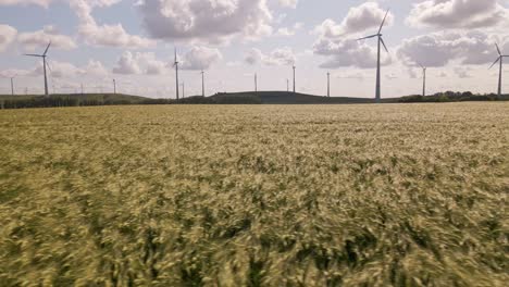 A-vast-expansive-spelt-field-in-front-of-multiple-spinning-wind-turbines-in-the-countryside-of-Germany