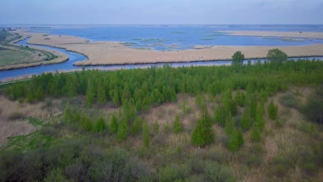Aerial-view-of-the-lake-overgrown-with-brown-reeds-and-blue-water,-lake-Liepaja,-Latvia,-lush-green-birch-trees-in-foreground,-sunny-day,-calm-weather,-wide-angle-drone-shot-moving-forward