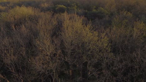 Drone-footage-above-a-forest,-like-a-bird,-during-the-sunset,-in-France