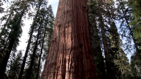 General-Sherman-Tree-En-El-Parque-Nacional-De-Las-Secuoyas-De-California,-Incline-Hacia-Arriba-Y-Avance-El-Tiro-Revelador