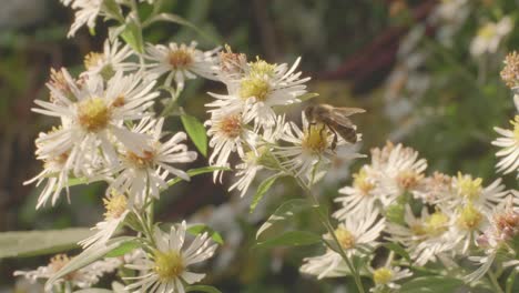 Biene-Bestäubt-Eine-Pflanze-Mit-Blühenden-Weißen-Heideasterblüten-Im-Spätsommer