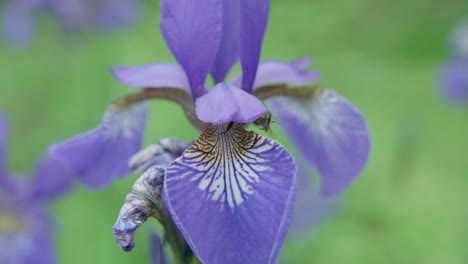 Eine-Honigbiene-Hinterlässt-Eine-Wunderschöne-Lila-Iris,-Nachdem-Sie-Nektar-Gesammelt-Hat