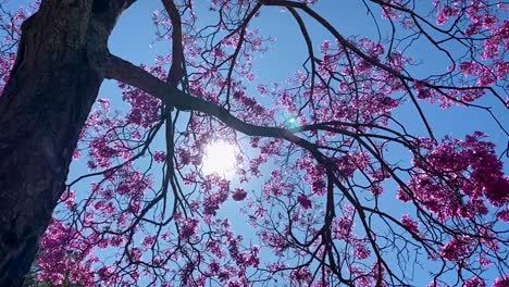Schöne-Schiebeaufnahme-Der-Sonne,-Die-Durch-Die-Zweige-Eines-Blühenden-Japanischen-Kirschbaums-Vor-Einem-Blauen-Himmel-Im-Stadtpark-Von-Brasilia-Scheint