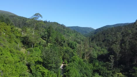 Antena-De-Pino-Alto-En-Un-Exuberante-Bosque-Verde-De-Montaña-En-Un-Día-Soleado-De-Verano