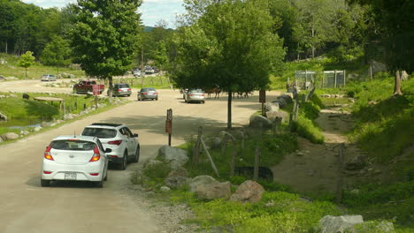 Parada-De-Tráfico-Por-Animales-Salvajes-Errantes-En-Parc-Omega-Quebec-Canada