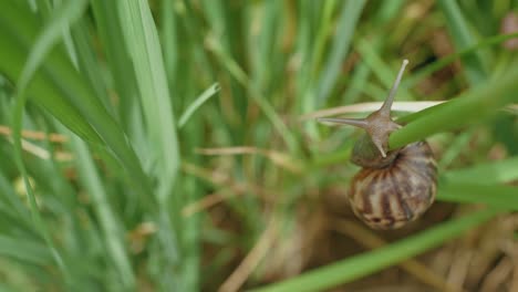 Cerca-Del-Caracol-Manzana-Moviéndose-En-El-Campo-De-Arroz