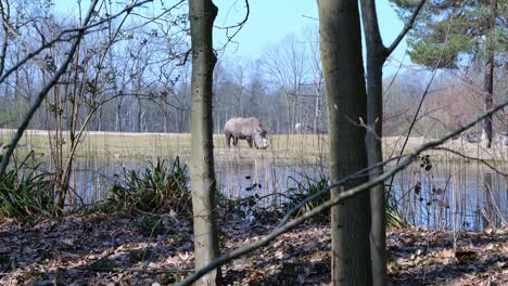 Rhino-On-The-Edge-Of-The-Puddle-At-Burgers'-Zoo,-Arnhem,-Netherlands---wide