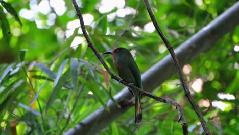 Seen-deep-in-the-jungle-while-perched-on-a-vine-looking-around,-Red-bearded-Bee-eater-Nyctyornis-amictus,-Kaeng-Krachan-National-Park,-Thailand