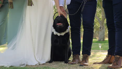 Schwarzer-Labrador-Hund-Posiert-Für-Hochzeitsfoto-Im-Freien-In-Einem-Park