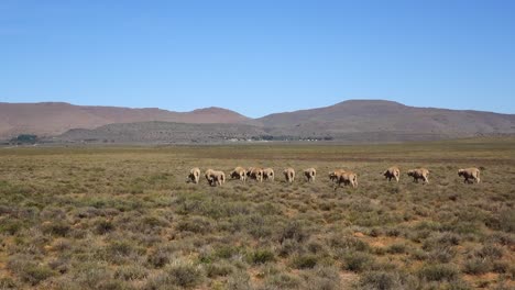 Schafzucht-In-Der-Zentralen-Karoo
