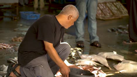 Ein-Mann-Hebt-Auf-Einem-Palästinensischen-Fischmarkt-Frischen-Fisch-Vom-Boden-Auf-Und-Legt-Ihn-In-Einen-Korb