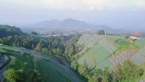 Aerial-wide-shot-of-beautiful-mountain-landscape-with-growing-plants-on-plantation-fields-during-foggy-day-in-Indonesia